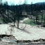 It’s not only trees — wildfires imperil water too
