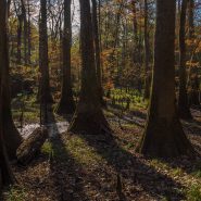 Sentinels of the Swamp: Cypress and Tupelo Trees