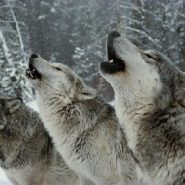 Wolves confirmed in Mount Hood National Forest