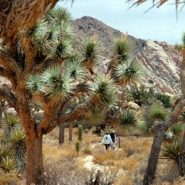 Joshua Tree: where people climb and the cactuses jump