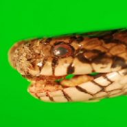 A deadly fungus is infecting snake species seemingly at random