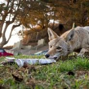 This coyote was stealing newspapers, so here’s what the delivery man did