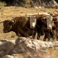 Feral cattle terrorize hikers and devour native plants in a California national monument