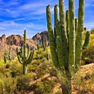 So Many Cacti Are Getting Stolen From Arizona’s National Park, They’re Being Microchipped