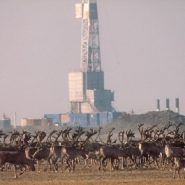 Why the Trump administration wants to open ANWR to drilling so quickly