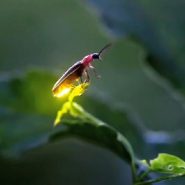 Fireflies are disappearing. Here’s why — and what you can do to help.
