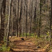 See a black bear while hiking? Don’t panic; follow these steps