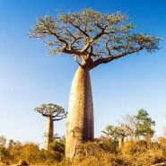 Giant African baobab trees die suddenly after thousands of years