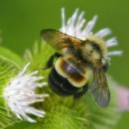 Bumblebee Has Officially Been Added To The Ever-Growing List Of Endangered Species