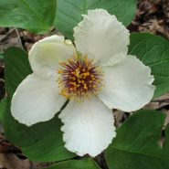 Off the beaten path: Alarka Institute leads quest for rare mountain flower