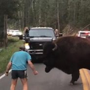 Suspect in Yellowstone bison incident arrested at Glacier National Park