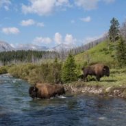 Plains bison roaming free in Canada’s Banff National Park for first time in decades