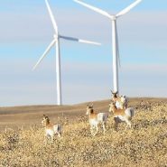 Wyoming, the country’s top coal producer, is wrangling support for wind power