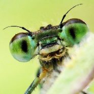 ’Hyperalarming’ study shows massive insect loss
