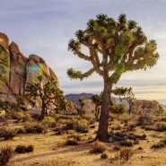 Joshua Tree National Park: Into the wild, hours from L.A.