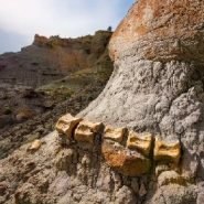 Yet-to-be-discovered dinosaur fossils may be at risk after Trump slashed the size of Grand Staircase-Escalante