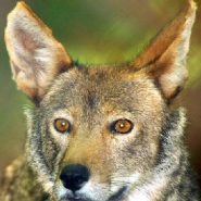 Red wolves can’t be arbitrarily killed, federal judge rules