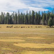 How Native American tribes are bringing back the bison from brink of extinction