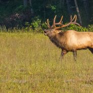 Chronic wasting disease found in Tennessee