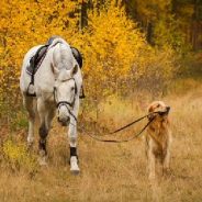 Why horses can poop on the trails but your dog can’t