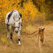 Why horses can poop on the trails but your dog can’t