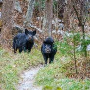 Invasive Feral Hogs Continue to Threaten Roan Highlands