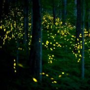 Springtime in the Great Smokies means synchronous firefly extravaganza is coming soon