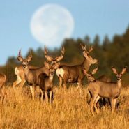The disease devastating deer herds may also threaten human health