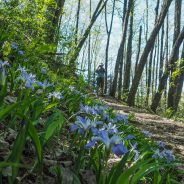 Eight colorful hikes to celebrate National Wildflower Week
