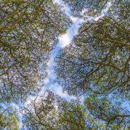 What is tree crown shyness?