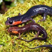 Red-cheeked Salamanders Are Great Smoky Mountain National Park Superheroes