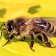 EPA restores broad use of pesticide opposed by beekeepers