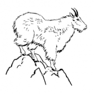 Mountain goat relocation is a high-flying balancing act in Olympic National Park