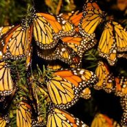 From monarch butterflies to gray whales, animals are on the move. Here’s how travelers can tag along on their migratory journeys.