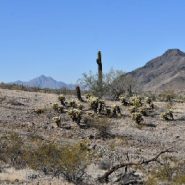 Get big views of downtown Phoenix on this less-used South Mountain hiking trail