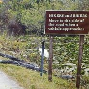 Gator bites Florida college student hiking in Everglades