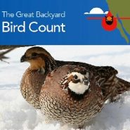 2020 Great Backyard Bird Count