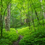 ‘Forest bathing’ is path to peace