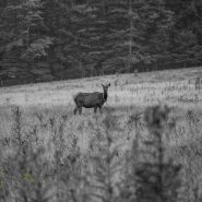 Elk Return to Kentucky, Bringing Economic Life