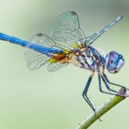Dragonflies reveal mercury pollution levels across US national parks