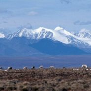 Trump administration finalizes oil drilling plan in Alaska wildlife refuge