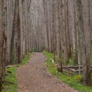 Bradley Fork and Cabin Flats Trails, Great Smoky Mountains National Park