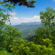 Clingmans Dome Area Trails, Great Smoky Mountains National Park