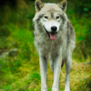 New Species Evolves Right Before Our Eyes: Successful Mix of Wolves, Coyotes and Dogs
