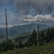 Appalachian Trail from Clingmans Dome to Newfound Gap, Great Smoky Mountains National Park