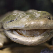 Sustainability: Giant Salamanders? Hell, Yes!