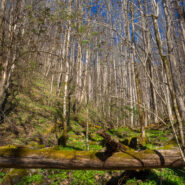 Kanati Fork Trail, Great Smoky Mountains National Park