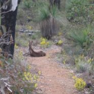 20 Years of Modern Recreational Trails in Western Australia