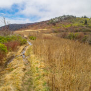 Ivestor Gap Trail to Little East Fork Trail, Shining Rock Wilderness