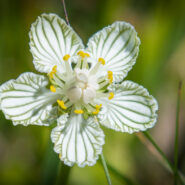 Mythology Makes the Search for Grass of Parnassus More Fun – A Photo Essay